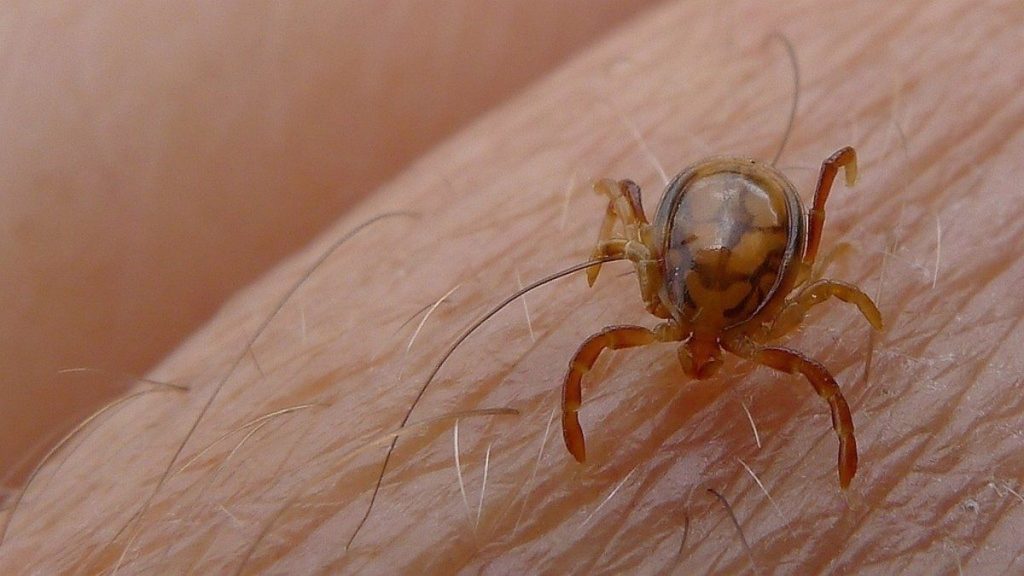 Autoridades emiten alerta por auge de garrapatas en Nueva York
