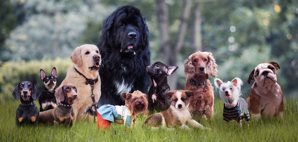 ¡Firulais, hoy es tu día! 28 de mayo: Día Mundial del Perro sin Raza