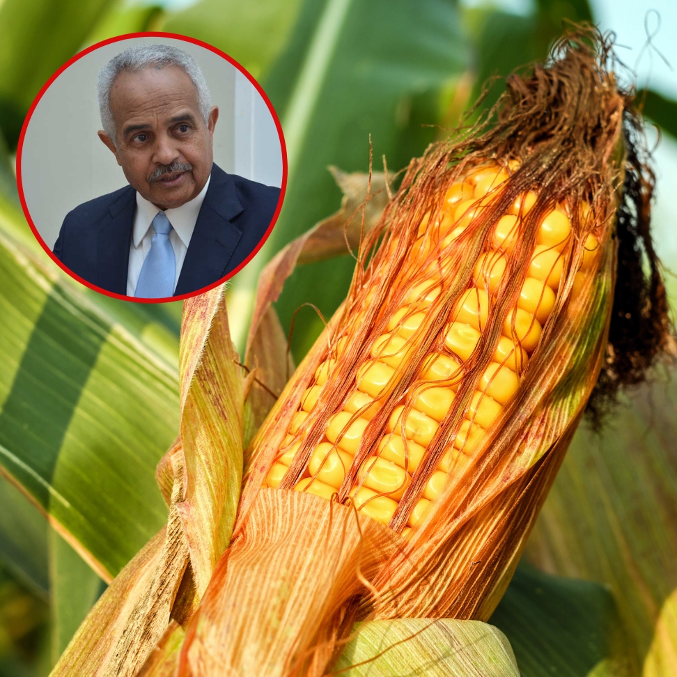 Todavía no hay acuerdo para sembrar maíz dominicano en Guyana