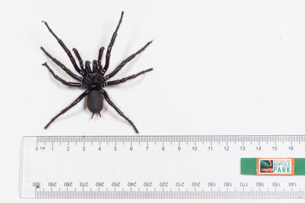 Encuentran en Australia una araña venenosa de un tamaño inusual de casi 8 centímetros