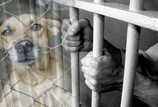 Ministerio Público y Dicrim arrestan hombre por cometer maltrato animal en Monseñor Nouel
