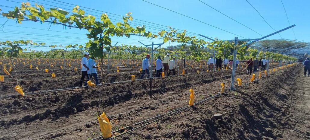 UFHEC impulsa innovación agrícola con plantación de uvas en San Juan