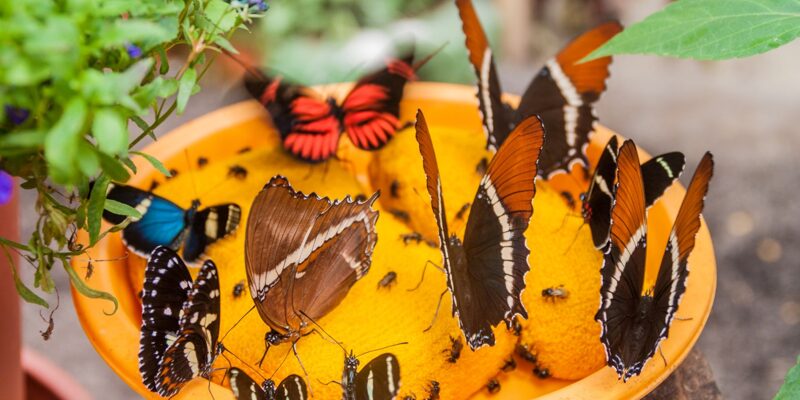 Arrestan en Costa Rica a un japonés que extrajo más de 200 mariposas de su hábitat