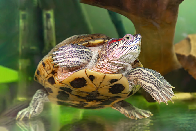Autoridades incautan 259 libras de carne de tortuga tinglar en operativo contra el comercio ilegal