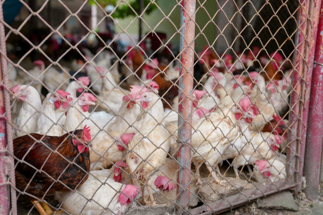 Producción de pollos.