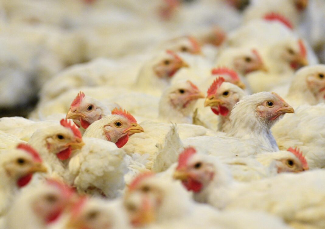 Brasil confirma el primer caso de gripe aviar de 