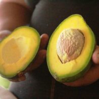 Aguacate Semil 34.
