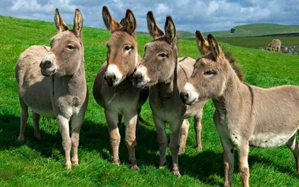 El 8 de mayo es Día Mundial del Burro - Noticias de hoy en República Dominicana | De Último Minuto
