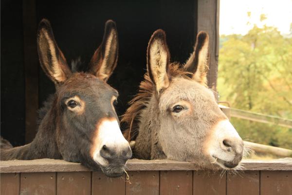 El 8 de mayo es Día Mundial del Burro - Noticias de hoy en República Dominicana | De Último Minuto