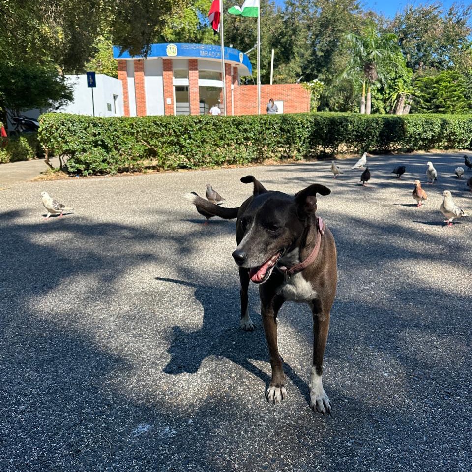 Ciudadanos exigen investigación tras envenenamiento de perros en el Parque Mirador Sur - Noticias de hoy en República Dominicana | De Último Minuto