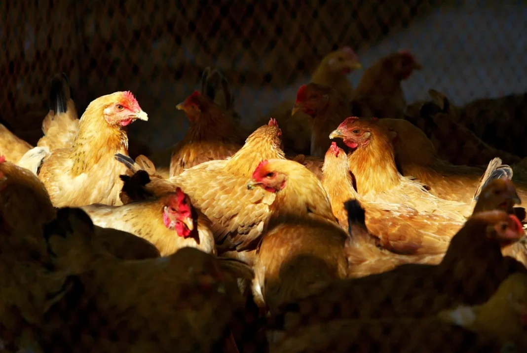 República Dominicana suspende la compra de pollos a Brasil por gripe aviar
