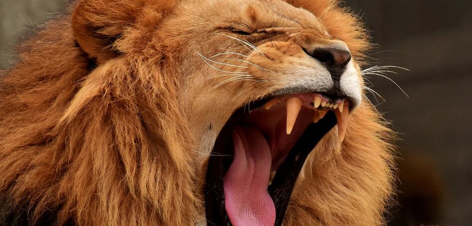 Una mujer con heridas graves por el ataque de un león en un zoológico de Australia