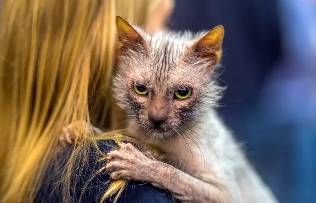 Cinco razas de gatos tan raras como fascinantes - Noticias de hoy en República Dominicana | De Último Minuto