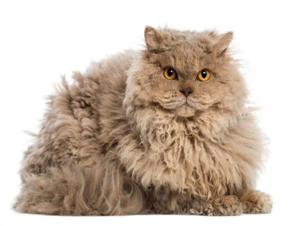 Cinco razas de gatos tan raras como fascinantes - Noticias de hoy en República Dominicana | De Último Minuto