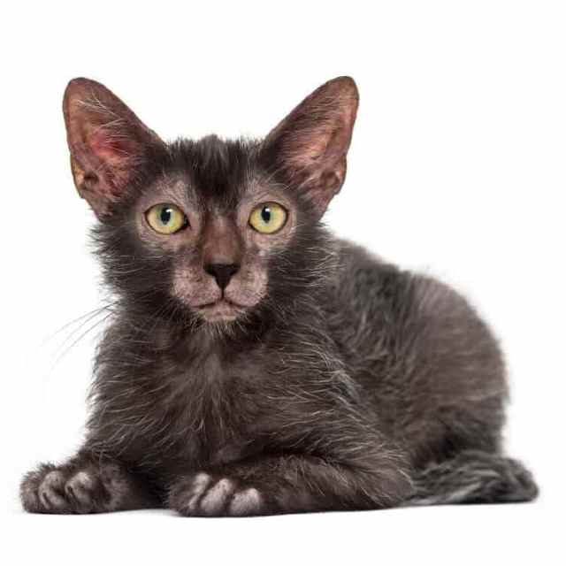 Cinco razas de gatos tan raras como fascinantes - Noticias de hoy en República Dominicana | De Último Minuto