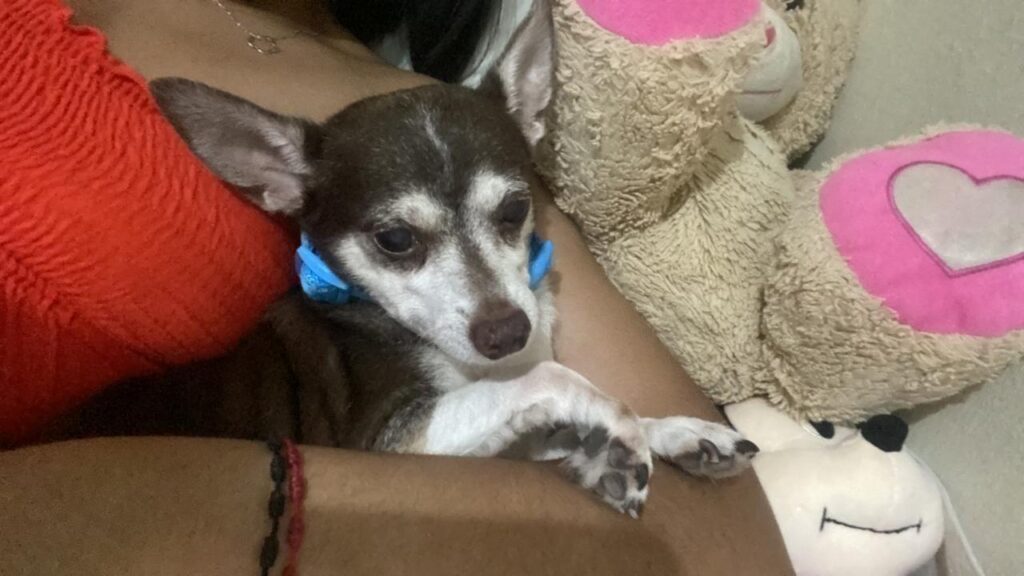 Reportan canino desaparecido llamado "Simba", familiares piden ayuda para encontrarlo - Noticias de hoy en República Dominicana | De Último Minuto
