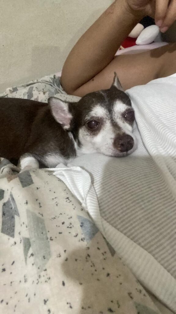 Reportan canino desaparecido llamado "Simba", familiares piden ayuda para encontrarlo - Noticias de hoy en República Dominicana | De Último Minuto