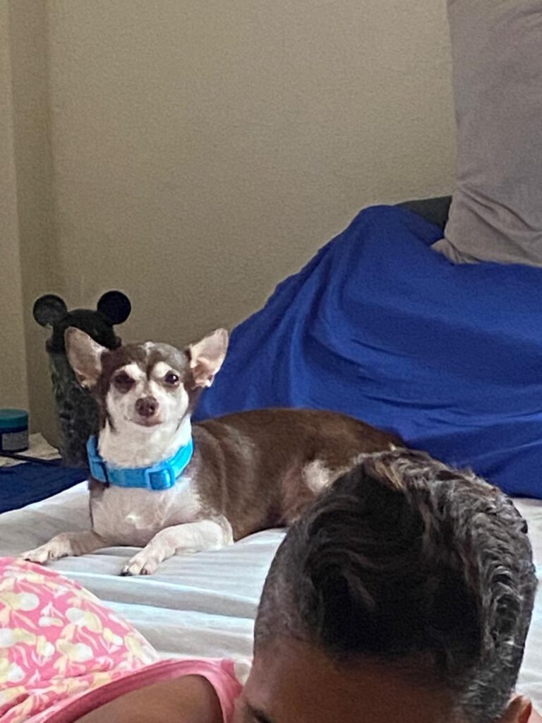 Reportan canino desaparecido llamado "Simba", familiares piden ayuda para encontrarlo - Noticias de hoy en República Dominicana | De Último Minuto
