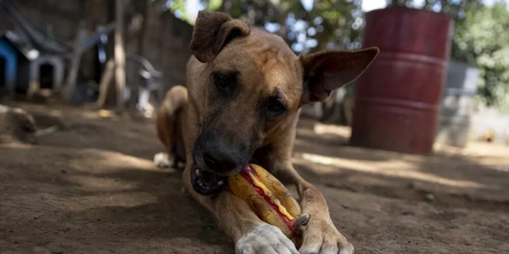 El ‘enganche’ de los perros con sus ‘juguetes’ es similar al de los humanos con los videojuegos,