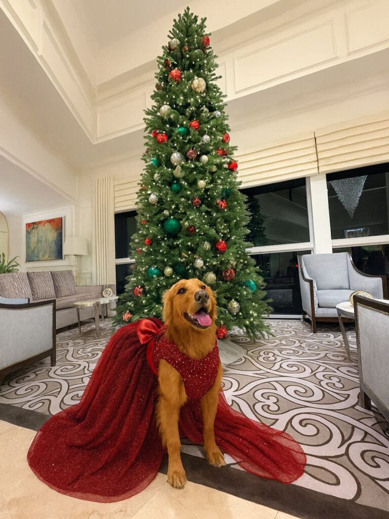 ¡Alerta ternura! Mascotas se adueñaron de postales navideñas - Noticias de hoy en República Dominicana | De Último Minuto