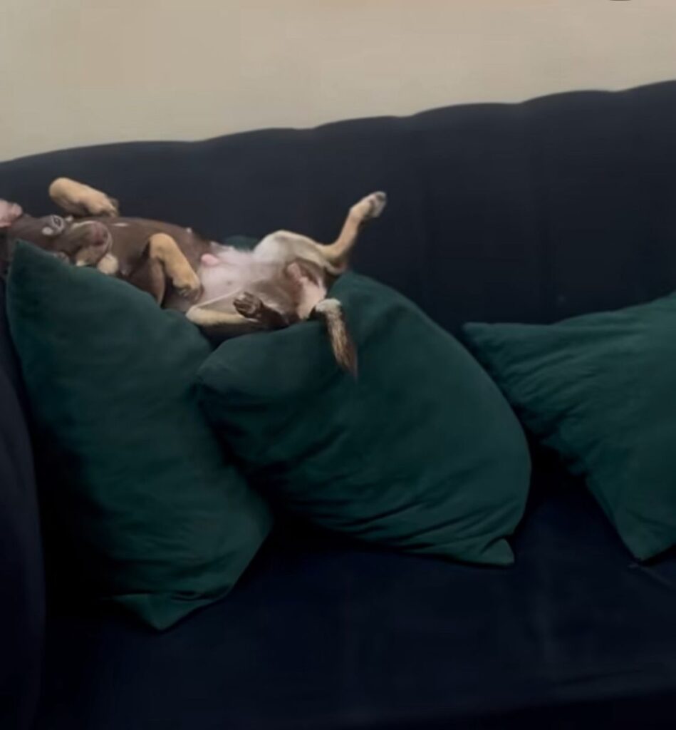 Perro se vuelve viral por trasnocharse viendo el “Live Extendido” de Alofoke - Noticias de hoy en República Dominicana | De Último Minuto