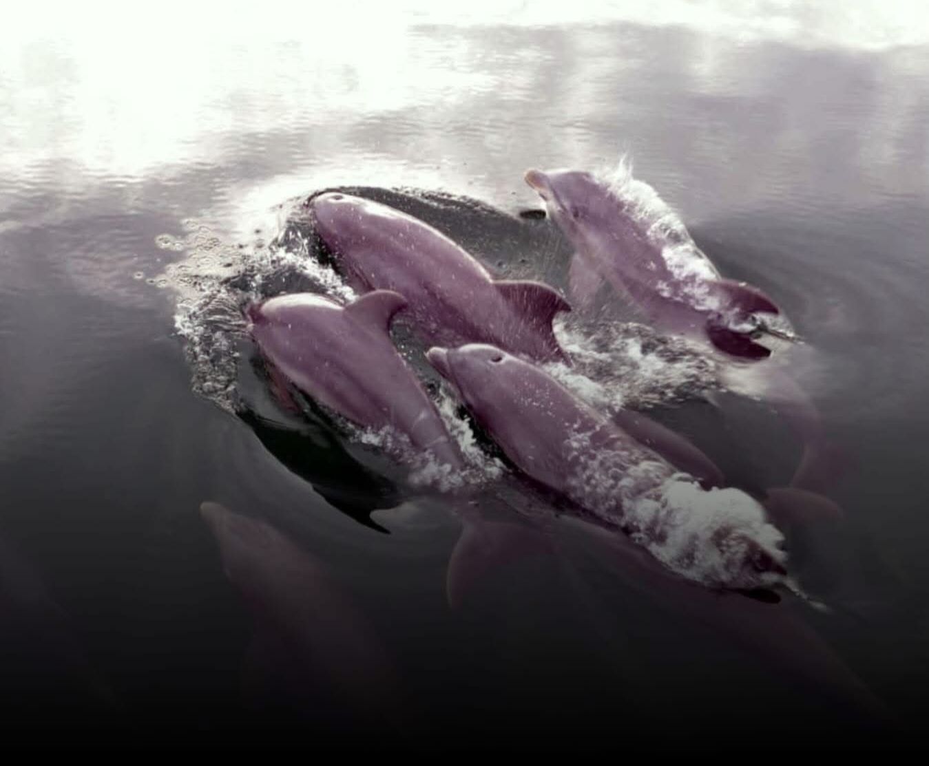 Avistamiento de delfines con cría en Los Haitises y llegada temprana de ballenas jorobadas en Samaná - Noticias de hoy en República Dominicana | De Último Minuto