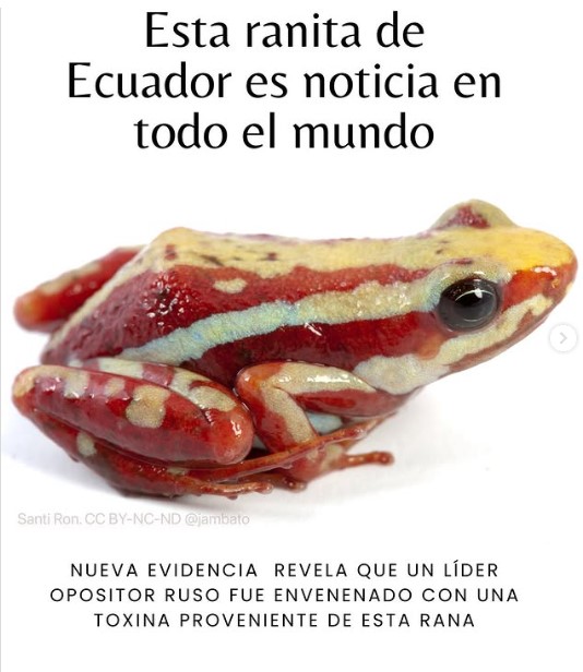 Una rana del sur de Ecuador y del norte de Perú está en el centro del caso del opositor ruso Navalni - Noticias de hoy en República Dominicana | De Último Minuto