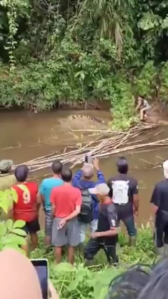 Cocodrilo de 4 metros devoró a una mujer en Indonesia - Noticias de hoy en República Dominicana | De Último Minuto