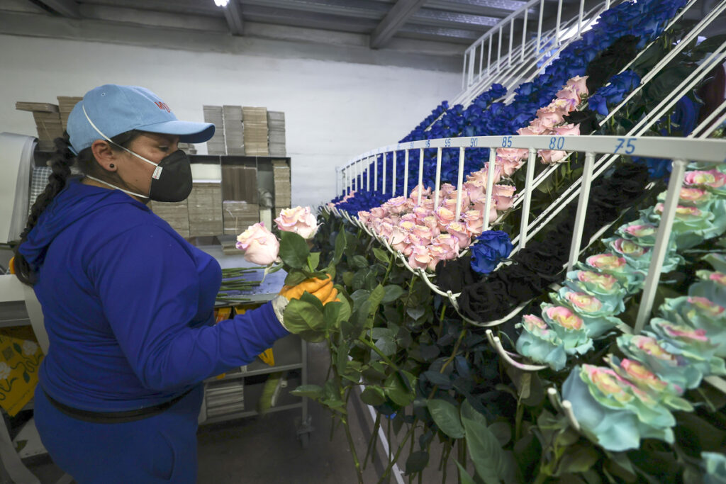 Volumen de exportación de flores de Ecuador por San Valentín podría alcanzar 39 mil toneladas este año - Noticias de hoy en República Dominicana | De Último Minuto