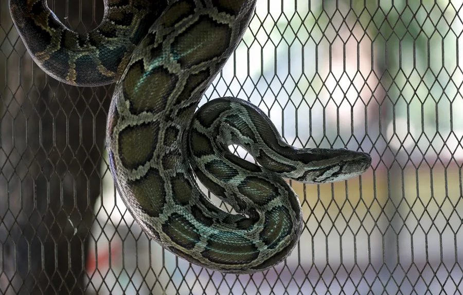 El secreto que esconden las pitones y que podría ofrecer claves para la pérdida de peso - Noticias de hoy en República Dominicana | De Último Minuto