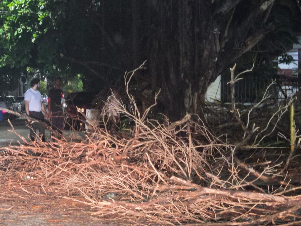 Paredes colapsadas, vehículos afectados y aceras con ramas: el saldo del ventarrón en el Distrito Nacional - Noticias de hoy en República Dominicana | De Último Minuto