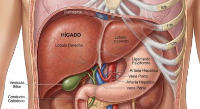 Qué comer para tener un hígado sano y evitar enfermedades hepáticas