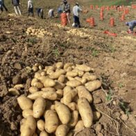 Gobierno comprará producción de papas en Tireo a partir del lunes - Noticias de hoy en República Dominicana | De Último Minuto
