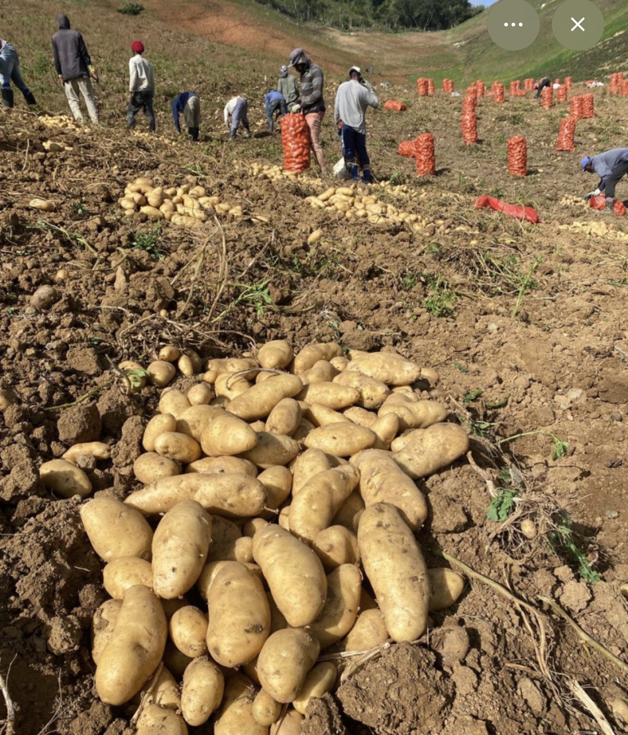 Gobierno comprará producción de papas en Tireo a partir del lunes - Noticias de hoy en República Dominicana | De Último Minuto