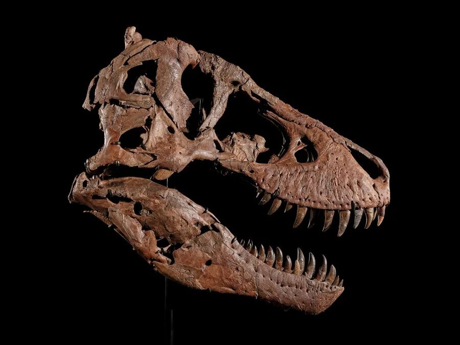 Tyrannosaurus rex será subastado por hasta 30 millones de dólares - Noticias de hoy en República Dominicana | De Último Minuto