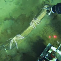 Un antiguo cementerio de ballenas en el Océano Índico rebosa de vida